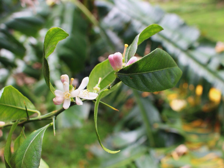 Neroli Essential Oil | Liquid Sunshine