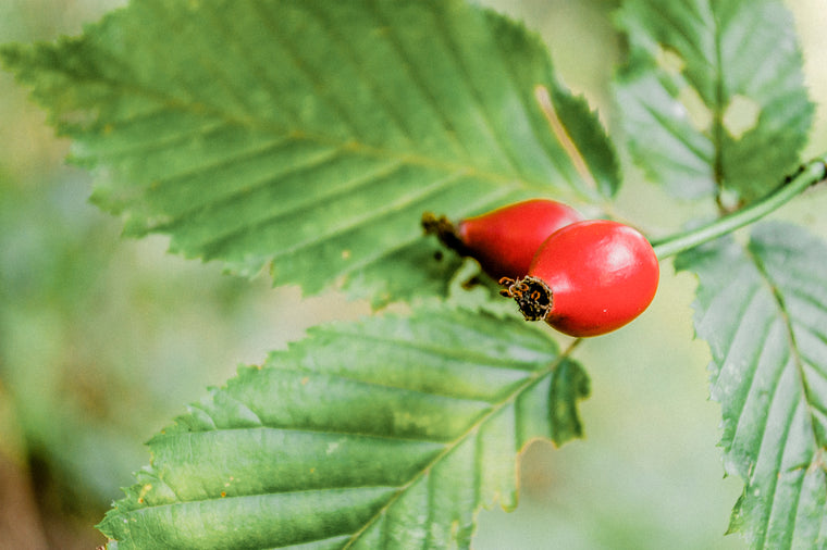 Ingredient Spotlight: Rosehips